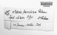Naeviella paradoxa image